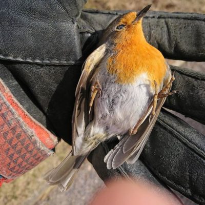 Kevät on syntymän ja kuoleman aikaa. Ikkuna koitui tämän punarinnan kohtaloksi. R.I.P. # punarinta # lintu