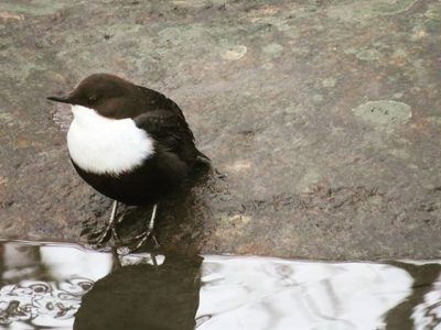 koskikara-bird-nature-luonto-luontokuva-lintukuva-helsinki-finland-longinojakevat-longinoja-stromsta