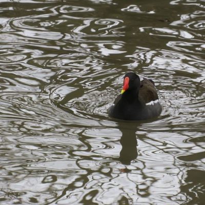 liejukana-longinojakevat-bird-suomenluonto-finland-nature-longinoja-helsinki-malmi-moorhen