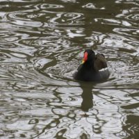 liejukana-moorhen-rorhona-gallinulachloropus-suomenlinnut-lintukuva-lintu-bird-birdlife-birdlifesuom