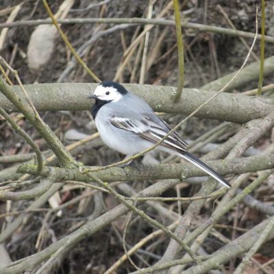 longinojakevat-bird-lintu-nature-finland-helsinki