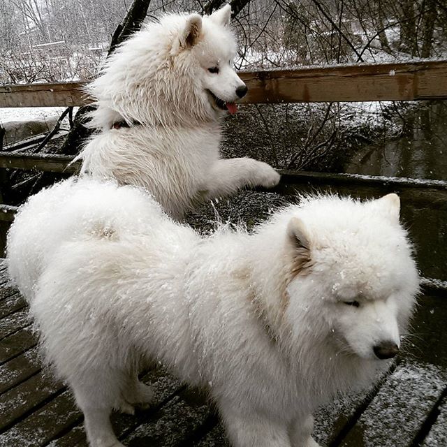 Polarbears at Longinoja creek . Yes, it is snowing in Helsinki and it is almost May . But we love it!!!  - Taavi & Paavo
