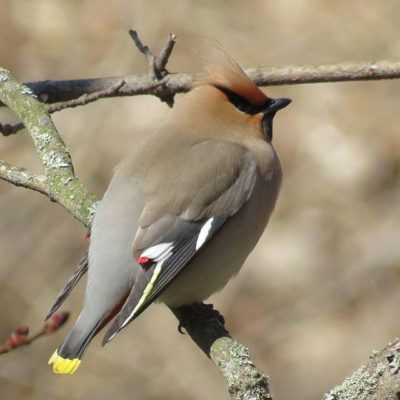 tilhi-sidensvans-bohemianwaxwing-bombycillagarrulus-longinojakevat-longinoja-luonto-lintukuva-luonto