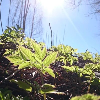 Vapaapäivä, kesä, extempore eväsretki! ~ First summer day trip!