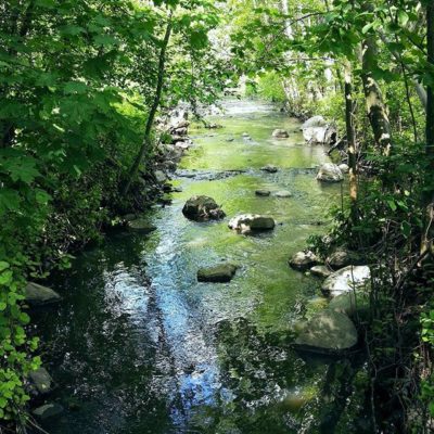 longinoja-alamalmi-helsinki-nature-summer