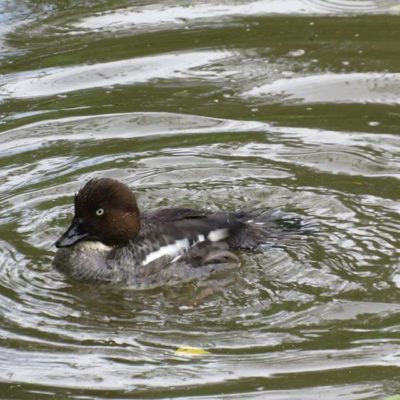 telkka-knipa-goldeneye-bucephalaclangula-suomenlinnut-lintukuva-lintu-linnut-bird-birds-birdlife-suo