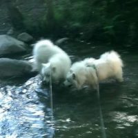 Water on a hot day ! Who can resist? - Taavi & Paavo