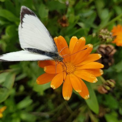 Pieris brassicae