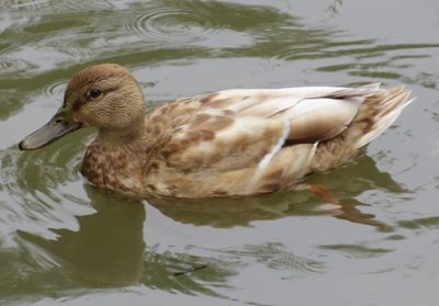 sinisorsa-grasand-mallard-anasplatyrhynchos-leukistinensinisorsa-suomenlinnut-lintukuva-lintu-bird-b