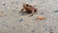 Small frog