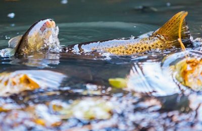 fishingwithcamera-fishphoto-taimen-meritaimen-trout-browntrout-seatrout-longinoja-vantaanjoki-river-1-1