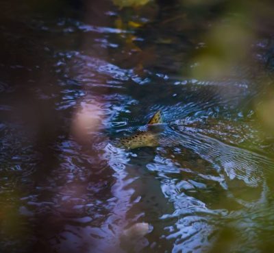 It's the time for trouts' spawning 🤗 - kutukausi on käynnissä!  • • • • • #