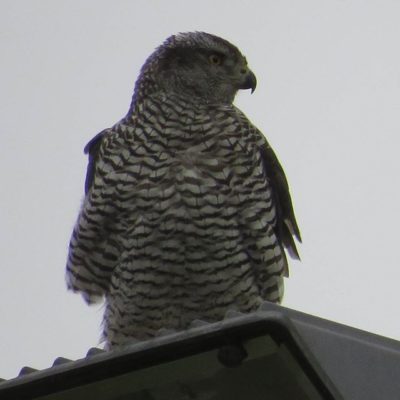 kanahaukka-duvhok-goshawk-accipitergentilis-suomenlinnut-lintu-lintukuva-bird-birdlife-birdlifesuomi