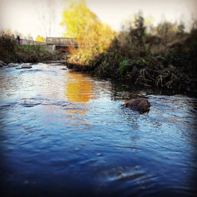 Käytiin katsomassa taimenia Longinojan mestoilla. Hattu päästä, hyvin hoidettu oja kuntoon! Nyt kelpaa kutea ja jatkaa sukua.