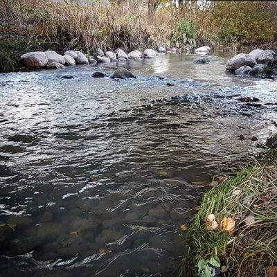 Little spawning action observering at urban sea trout creek . Should have stayed longer until darkening, trouts seemend really spooky after bright day.