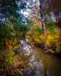 longinoja-autumnleaves-autumn-longinojansyksy-river-creek-urbannaturelovers-urbannature-stream-malmi-2