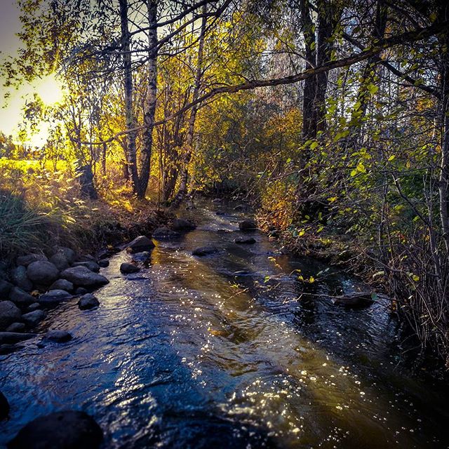 longinoja-autumnleaves-autumn-longinojasyksy-river-creek-urbannaturelovers-urbannature-stream-malmi-1-1