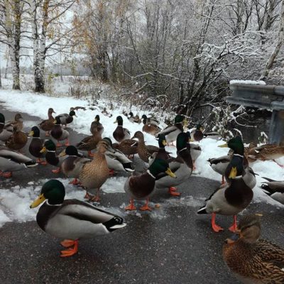 sorsa-sorsat-mallard-suomenlinnut-lintuja-lintu-birds-bird-birdlife-birdlifesuomi-suomenluonto-luont