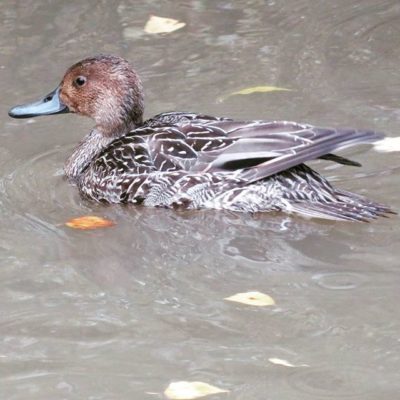 suomenlinnut-lintu-lintukuva-bird-birdlife-birdlifesuomi-suomenluonto-luonto-luontokuva-finlandphoto