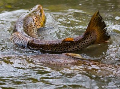 taimen-meritaimen-trout-browntrout-seatrout-longinoja-vantaanjoki-river-helsinki-finland-visitfinlan-1