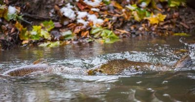 taimen-meritaimen-trout-browntrout-seatrout-longinoja-vantaanjoki-river-helsinki-finland-visitfinlan