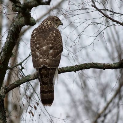 Accipiter gentilis