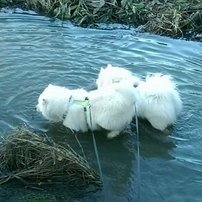 Brrrr! Icy water ! We had to check if the wild trout  is up stream. We didn't see any, but we know they are already on their way! - Taavi & Paavo