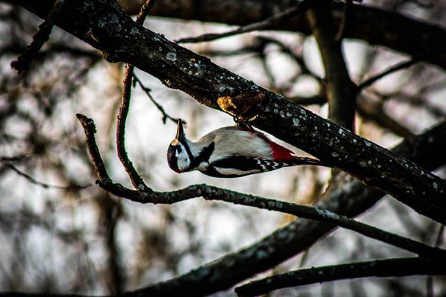 greatspottedwoodpecker-kapytikka-longinoja-helsinki-luonto-valokuvaus-finland-nature-photoshoot-autu