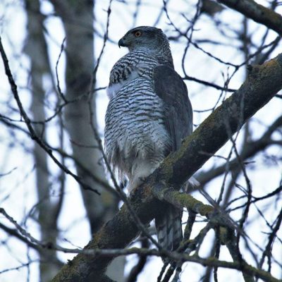 Kanahaukka - Goshawk, Helsinki