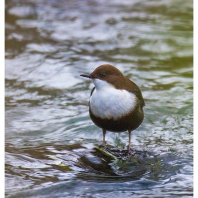 koskikara-whitethroateddipper-vesipappi-longinoja-helsinki-winter-talvi-birdlifefinland-birdlife-bir-1