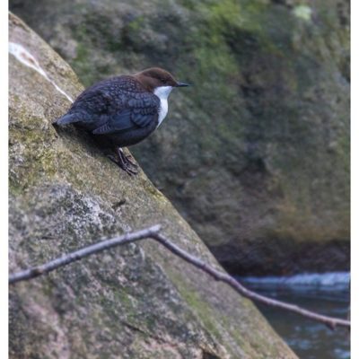 koskikara-whitethroateddipper-vesipappi-longinoja-helsinki-winter-talvi-birdlifefinland-birdlife-bir-2