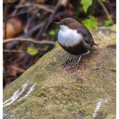 koskikara-whitethroateddipper-vesipappi-longinoja-helsinki-winter-talvi-birdlifefinland-birdlife-bir-3