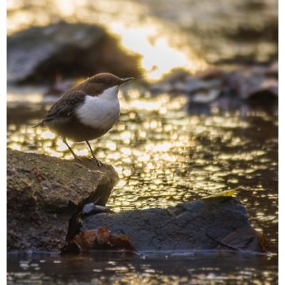 koskikara-whitethroateddipper-vesipappi-longinoja-helsinki-winter-talvi-birdlifefinland-birdlife-bir-4