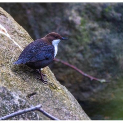 koskikara-whitethroateddipper-vesipappi-longinoja-helsinki-winter-talvi-birdlifefinland-birdlife-bir