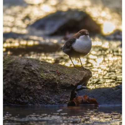 koskikara-whitethroateddipper-vesipappi-longinoja-helsinki-winter-talvi-birdlifefinland-birdlife-bir-5