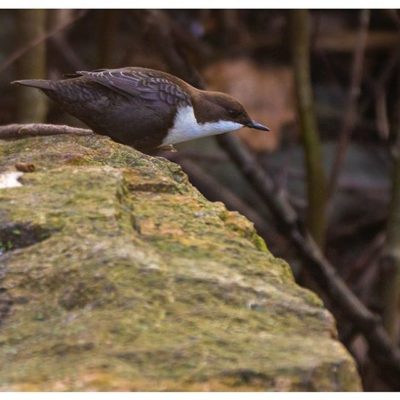 koskikara-whitethroateddipper-vesipappi-longinoja-helsinki-winter-talvi-birdlifefinland-birdlife-bir-6