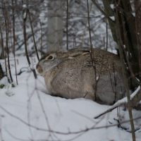 Lepus europaeus lepää