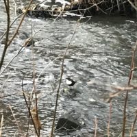Looking for trouts, found dipper - Water