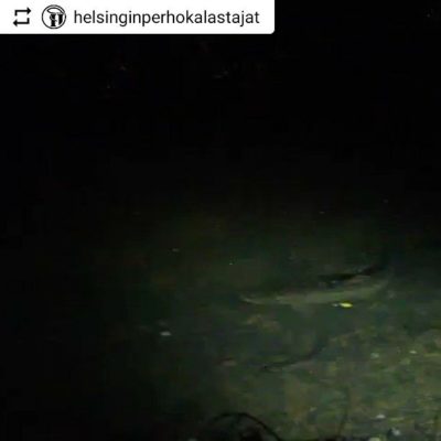 @helsinginperhokalastajat with @instatoolsapp ・・・ Kerhoillassa päästiin seuraamaan sykähdyttävän upeaa luonnonnäytelmää Longinojan Puroisännän johdolla. 📸 @tuomoteras