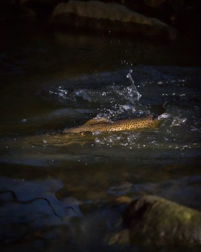 Seatrout spawning season in Longinoja, Helsinki.