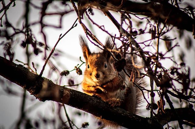 squirrel-orava-longinoja-longinojasyksy-helsinki-suomenluonto-valokuvaus-nature-finland-photoshoot-c