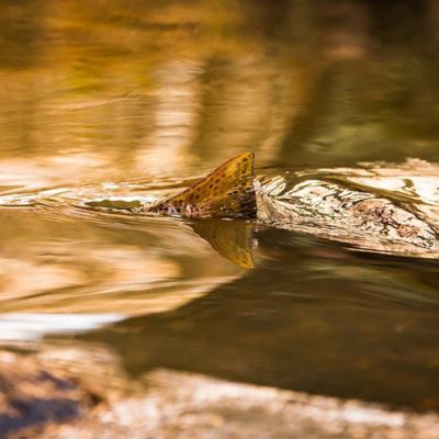 taimen-meritaimen-trout-browntrout-seatrout-longinoja-vantaanjoki-river-helsinki-finland-fish-photog