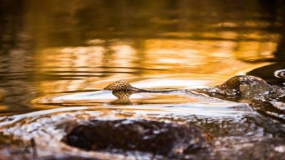 taimen-meritaimen-trout-browntrout-seatrout-longinoja-vantaanjoki-river-helsinki-finland-visitfinlan-1