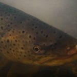 taimen-meritaimen-trout-browntrout-seatrout-longinoja-vantaanjoki-river-helsinki-finland-visitfinlan