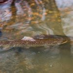 taimen-meritaimen-trout-browntrout-seatrout-threesome-longinoja-vantaanjoki-river-helsinki-finland-f