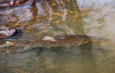 taimen-meritaimen-trout-browntrout-seatrout-threesome-longinoja-vantaanjoki-river-helsinki-finland-f