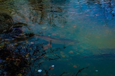 taimen-seatrout-longinojasyksy-longinoja-kuteminenkuuluukaikille-syksy-helsinki-nature