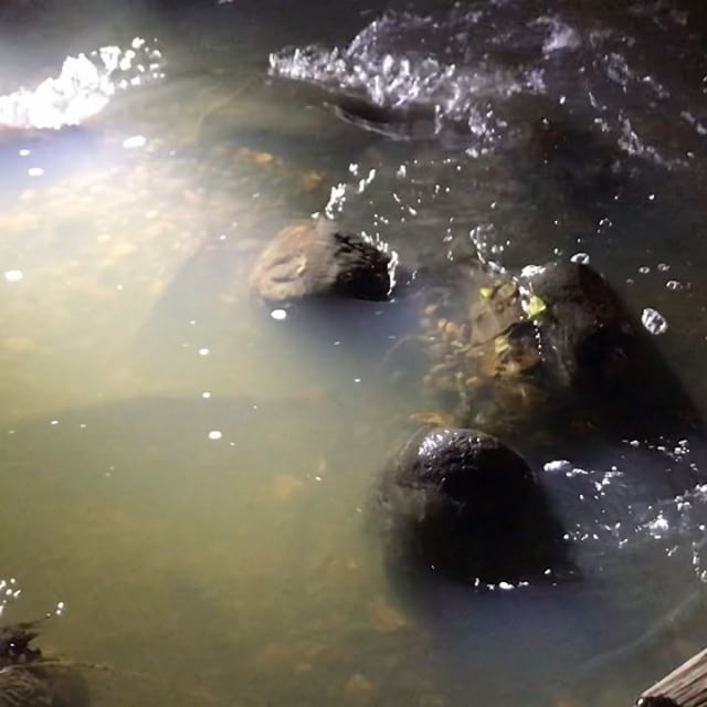 Trout spawning is a lively nature theatre. Feel so priviledged to enjoy this theatre only a few hundred meters from my home in Helsinki! Shouldn’t we name Helsinki as the world nature capital?