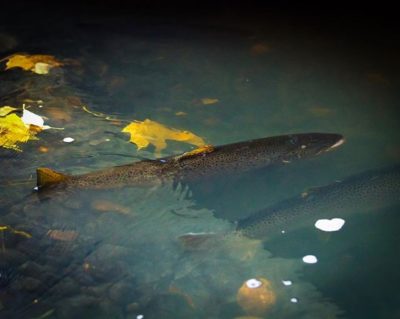 Trouts in Longinoja river, in Helsinki.