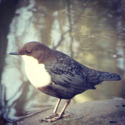 koskikara-stromstare-dipper-cincluscinclus-suomenlinnut-lintu-lintukuva-bird-birdlife-birdlifesuomi-